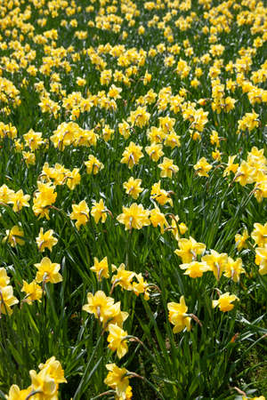 Yellow daffodils over head in a large field. Spring flowers often used for the celebration of Mothers Day and is a spring flowering perennial plantsの写真素材