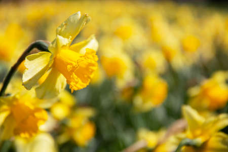 Yellow daffodils on mass with one in focus. Spring flowers often used for the celebration of Mothers Day and is a spring flowering perennial plantsの写真素材