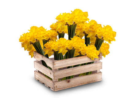 Bunches of yellow daffidol flowers in a wooden crate isolated on a white backgroundの写真素材
