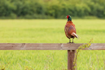 Beautiful male pheasant perched on a wooden fence looking over a green field landscape. Wild game bird in Norfolk Englandの写真素材