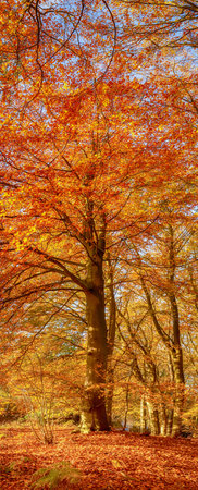 Autumn trees bursting with bright red and orange colours in Norfolk England. Fallen leaves cover the groundの写真素材