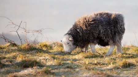One Herdwick black sheep close up on a frosty sunrise morning in a hill top in Hampshire Englandの写真素材