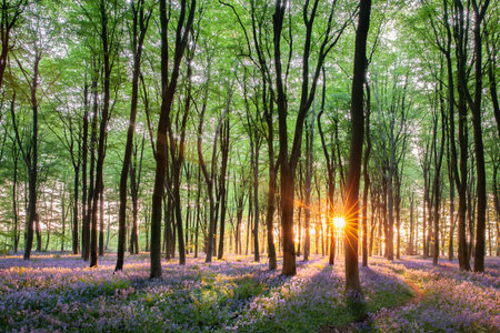 Stunning bluebell woods in Norfolk England. Sunrise streaming through the spring forest trees and path natural seasonal landscapeの写真素材