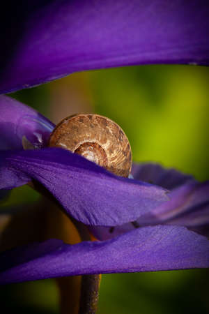 Beautiful garden snail close up hiding on a purple iris flower in full bloom. Nature wildlife in spring in Norfolk Englandの写真素材