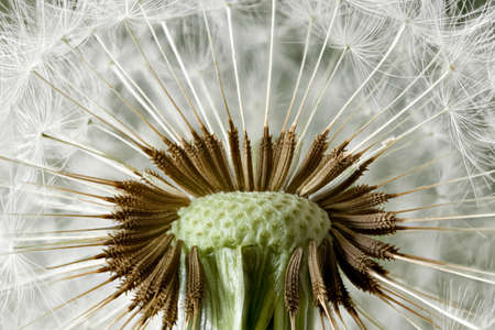 Inside a dandelion clock head close up with many seeds still attached. Macro detail of a natural weedの写真素材
