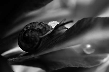 Beautiful garden snail close up in black and white on a leaf with water drops. Nature wildlife in spring in Norfolk England. Monotone nature macroの写真素材
