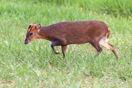 Reeves Muntjac deer close up in Norfolk England. Brown wild animal in natural landscape side viewの写真素材