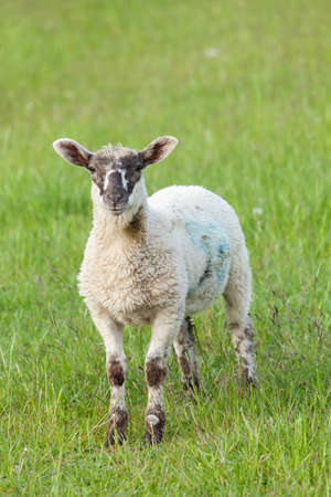 Single young lamb side view looking at camera in a grass field. Farmland livestock in spring in Norfolk Englandの写真素材