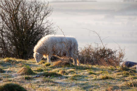 Herdwick wooly sheep on a hill top in the morning sunrise with a frost.の写真素材