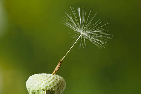 Dandelion clock head with one seed (cypselae) still attached. Super detailed close up with a green natural backgroundの写真素材