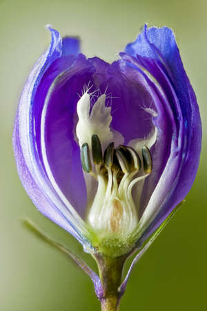 Inside of a Delphinium flower bud before it opens up. Blue petals and stamen close up in macro.の写真素材