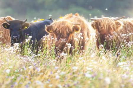 Beautiful highland cattle in a flower meadow at sunrise in Norfolk. Staring at the camera with horns in a groupの写真素材