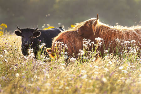 Two highland cows and a black cow ambling in the power meadow at sunriseの写真素材