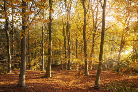Amazing autumn woodland landscape and golden orange leaves. Morning sunrise seasonal fall in the forestの写真素材