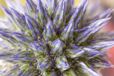 Echinops Globe Thistle Plant close up before the purple blue flower head opens. in super macro. Spiky plant bloomの写真素材