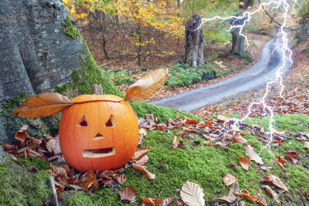 Halloween pumpkins with cutout scary faces in the forest.の写真素材