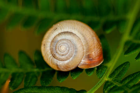 Snail shell spiral macro detail on a green fern in natural habitatの写真素材