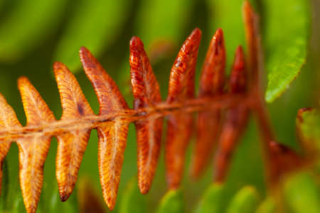 Beautiful wild fern starting to turn color for autumn. Nature plant close upの写真素材