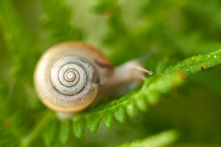 Cute snail shell spiral and tenticle crawling on a green fer in natureの写真素材
