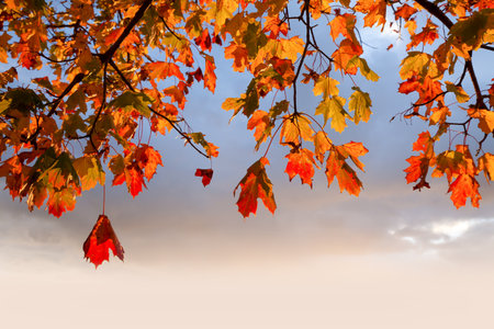 Red autumn leaves hanging from a tree with dawn sky and copy space backgroundの写真素材