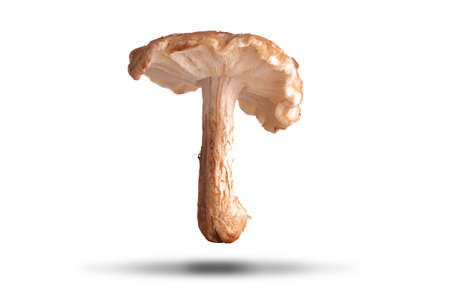 Wild mushroom picked and isolated on a white background with shadowの写真素材