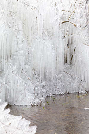 Many long Icicles hanging from trees in deep Norfolk winter seasonの写真素材