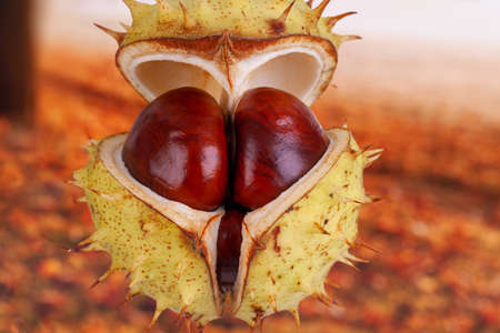 Conker opening with spiky case showing natural protection and safety concept. Autumn background with fallen leavesの写真素材