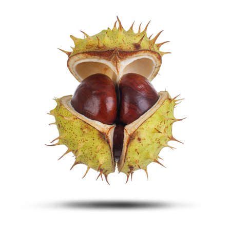 Spiky conker case opening showing conkers inside isolated on a white background. Natural protection conceptの写真素材