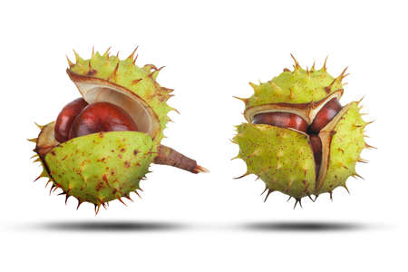 Two conkers inside green spiked cases close up isolated on white with shadow. Natural protection and security conceptの写真素材