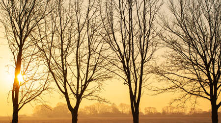 Stunning winter sunset through bare trees. Orange glowing dusk sun with tree silhouette landscapeの写真素材