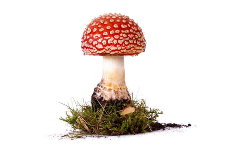 Fly agaric red wild mushroom close up picked and isolated on a white background with moss and soil. Highly toxic and poisonous wild plant growing in Norfolk UKの写真素材
