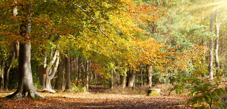 Autumn forest in North Norfolk UK with golden beech trees and morning sunlikght. Fallen leaves carpet the landscape with no peopleの写真素材
