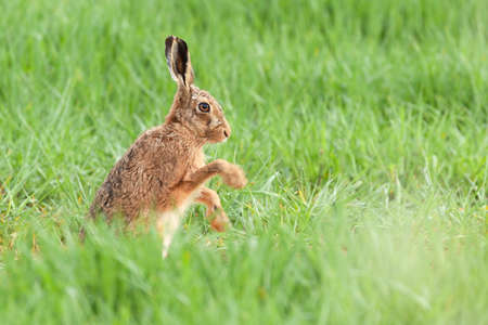 Norfolk hare close up in a field doing some early morning excercises and washingの写真素材