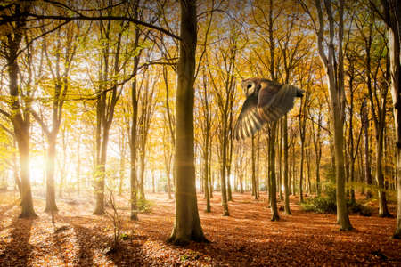 Barn owl at sunrise flying through beautiful autumn woodland with beech trees leaves turning golden orange and red. Natural landscape forest in Norfolk Englandの写真素材