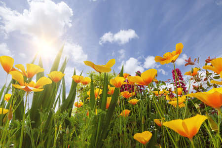 Spring garden flowers yellow poppies looking up towards a fresh blue sky and beautiful sunshineの写真素材