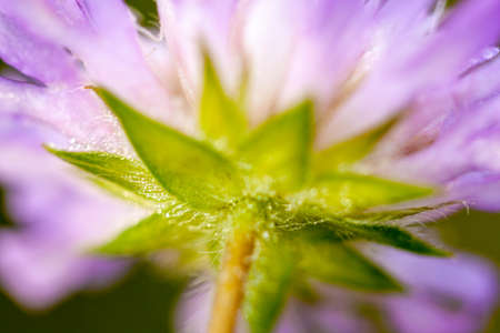 Wildflower field scabious flower from below purple and blue color in macro detail. Perennial plant seen in meadows.の写真素材