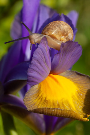 Beautiful garden snail close up on a purple iris flower in full bloom. Nature wildlife in spring in Norfolk Englandの写真素材