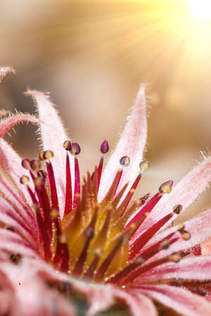 Stunning pink Sempervivum flower blooming close up. Garden flower head and petals and stamen in macro on a succulent plantの写真素材