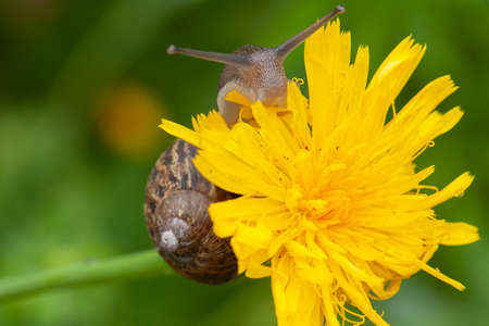 Beautiful garden snail macro on a yellow dandelion flower head in summerの写真素材