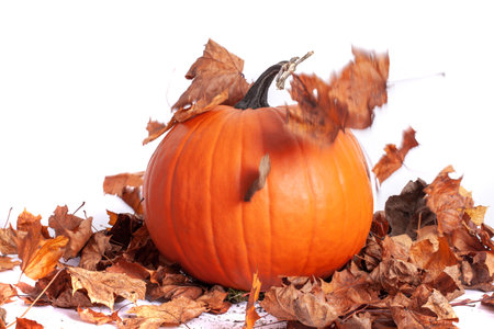 Halloween orange pumpkin with seasonall autumn leaves falling, isolated on white backgroundの写真素材