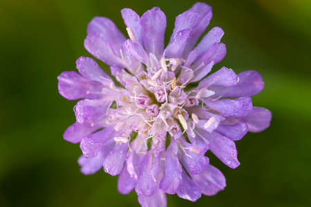 Wildflower field scabious flower head purple and blue color in macro detail. Perennial plant seen in meadows.の写真素材