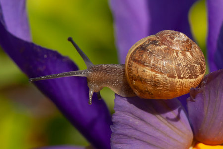 Beautiful garden snail close up on a purple iris flower in full bloom. Nature wildlife in spring in Norfolk Englandの写真素材