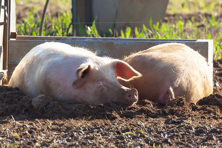 Happy pig laying in muck looking at the camera smiling. British landrace breed for farm animal outdoorsの写真素材