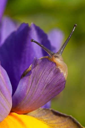 Beautiful garden snail close up on a purple iris flower in full bloom. Nature wildlife in spring in Norfolk Englandの写真素材