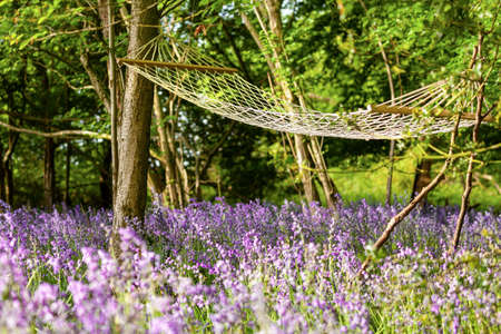 Hammock tied between trees in bluebell woods at dawn. Relaxing scene in nature with purple wild flowersの写真素材