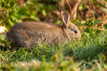 Beautiful cute wild baby rabbit in spring time. Animal close up in natural habitatの写真素材