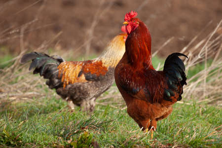 Beautiful cockeral rooster bird close up on grass farmlandの写真素材