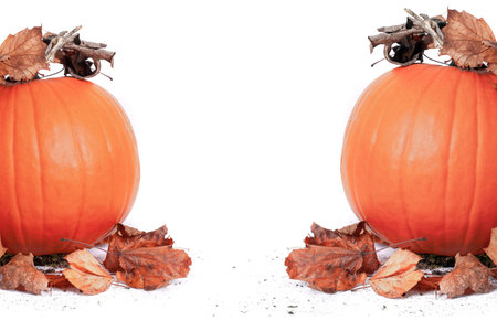Autumn pumpkins isolated on white with fallen brown leaves and copy spaceの写真素材