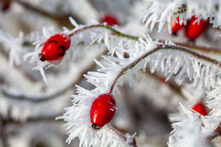 Rosehip bud covered in hoarfrost icicles close up macro in winter. Frosty seasonal garden plants.の写真素材