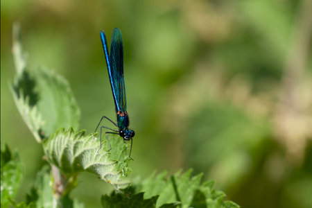 Banded demoiselle damselfly close up on a leave in Norfolk England. Blue flying winged insect at restの写真素材